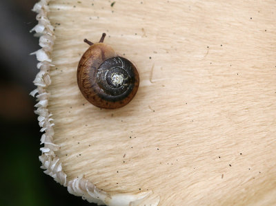 Sleeping on a big mushroom.jpg