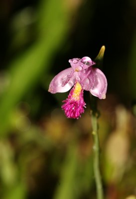 Rose Pogonia.jpg
