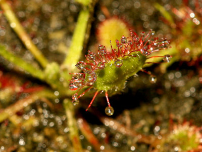 Sundew.jpg
