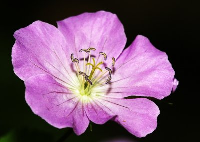 Wild Geranium.jpg
