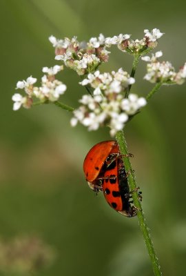 IMG_3461  .jpg