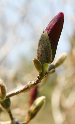 IMG_2987_1  .jpg