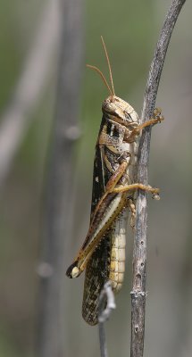 IMG_3152 copy.jpg