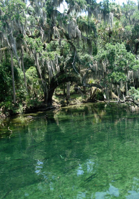 Blue water springs, FL.jpg