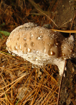 DSC08248 .jpg