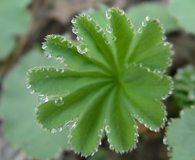 Morning Dew.jpg