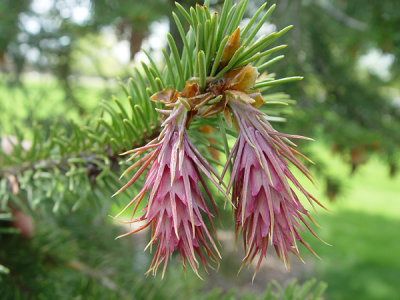 RBGarden .jpg