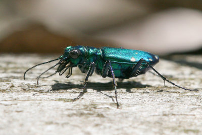 IMG_6780.JPG