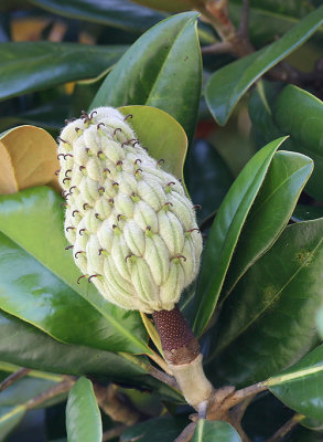 Ficus fruit.JPG