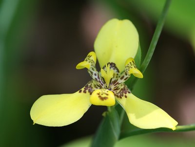 Orchid.jpg