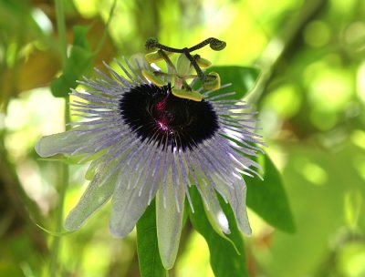Passion flower.jpg