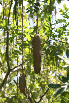Sausage Tree.jpg