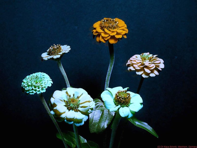 Zinnias_BV3_P1470229_bv_c.jpg