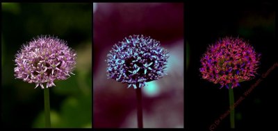 Allium_2a_C.jpg