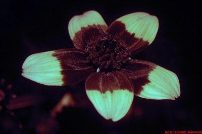 Bidens_365nm_DSC7886ac.jpg