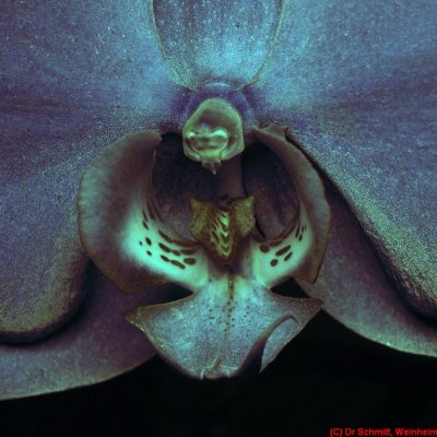 Phalaenopsis_UV_DSC8123a cc.jpg
