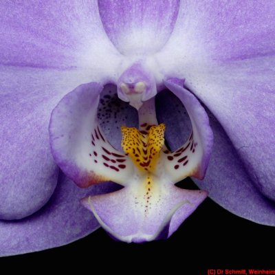 Phalaenopsis_VIS_DSC8151a cc.jpg