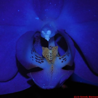 Phalaenopsis_FL_Nichia365nm_DSC8170a cc.jpg