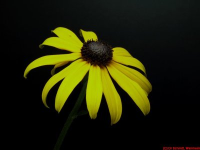 Rudbeckia_fulgida_VIS_7271150c.jpg