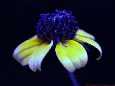 Rudbeckia_triloba_8061371buv_c.jpg