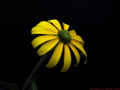 Rudbeckia_missouriensis_8071463a_c.jpg