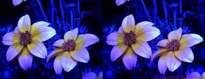 Bidens_3D_BV_6110404as1_c.jpg