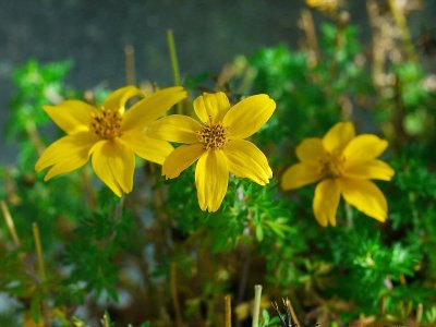 Bidens_VIS_P1460810_c.jpg