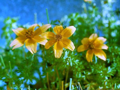 Bidens_XBV3_P1460829_bv_c.jpg