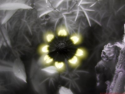 Rudbeckia_triloba_QS_U2_P1490040_c.jpg