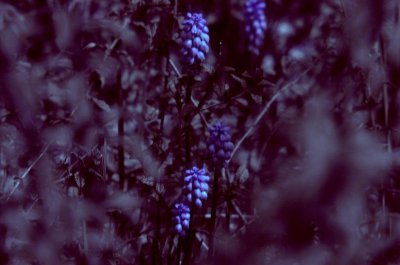 _DSC5167a1ak.jpg
