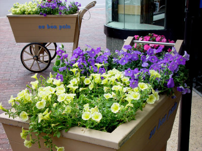 Yale.Flowers.jpg