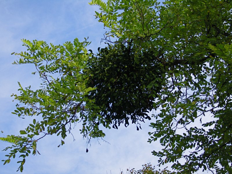 Mistletoe!