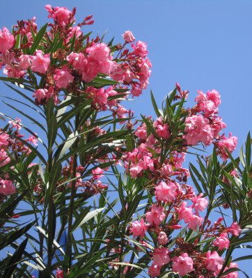 Oleander in bloom