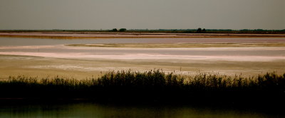 Pink lagoons in the Camargue