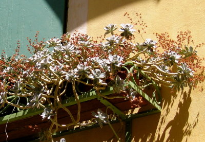 Light and flowers in Van Gogh's town