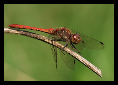Red Dragonfly