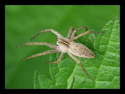 Pisaura Mirabilis