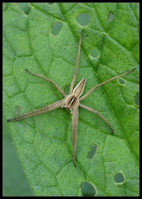 Pisaura Mirabilis