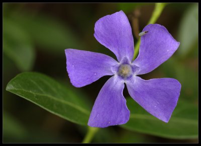Pervinca