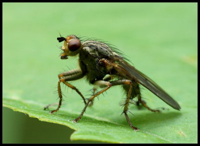 Scathophaga stercoraria
