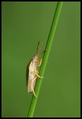 Ripida Salita