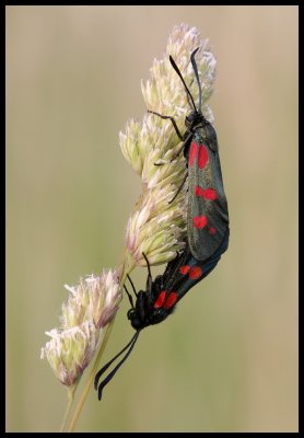 Zygaena