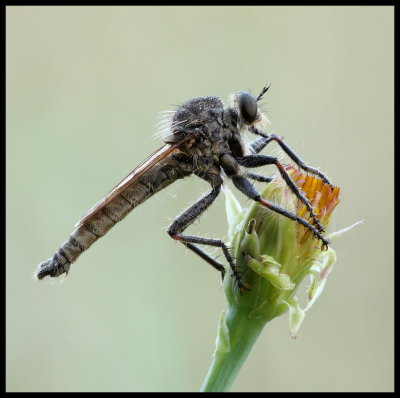 Predatore