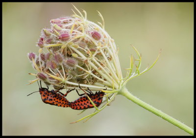Graphosoma italicum