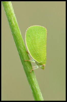 Mimetismo-Acanalonia conica-