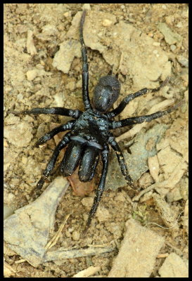 Atypus Piceus