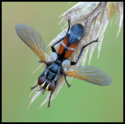 Cylindromyia brassicaria
