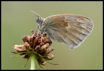 Satyridae