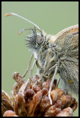 Satyridae