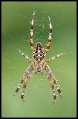 Araneus diadematus